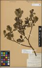 Foto von Salix myrsinifolia Salisb. x Salix phylicifolia L.